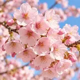 Cherry blossoms