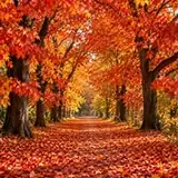 Autumn leaves